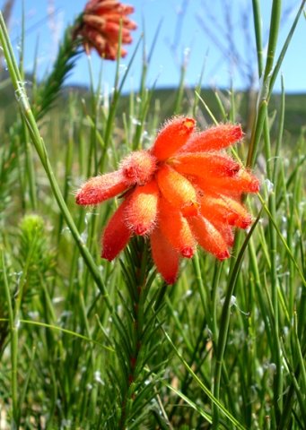 Erica cerinthoides flower colours